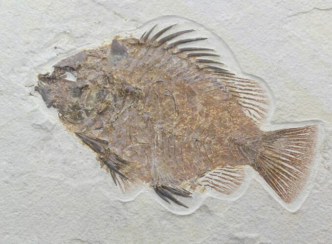 Large, Priscacara Fossil Fish - Wyoming #44542